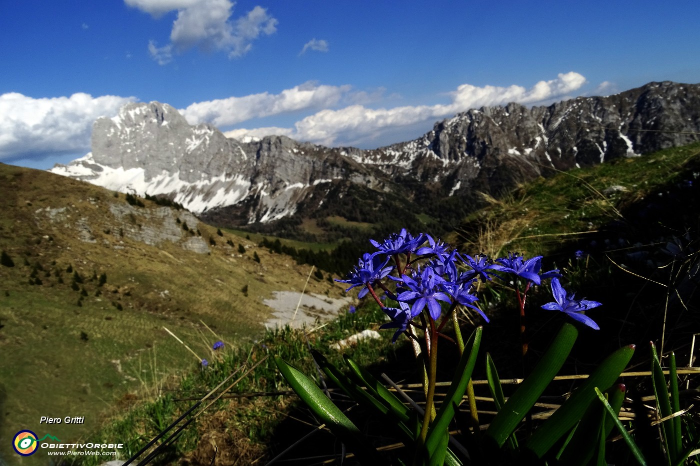 95 Scilla bifolia per la Regina.JPG -                                